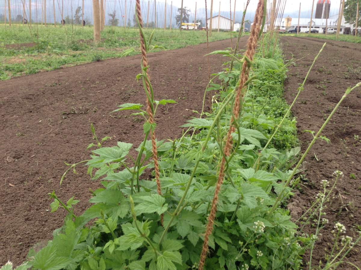 Hops growing in Abbotsford, B.C.