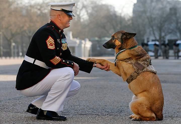 Sergeant Christopher Willingham, of Tuscaloosa, Alabama, poses with retired US Marine dog Lucca, after receiving the PDSA Dickin Medal at Wellington Barracks in London, England on Tuesday, April 5, 2016.