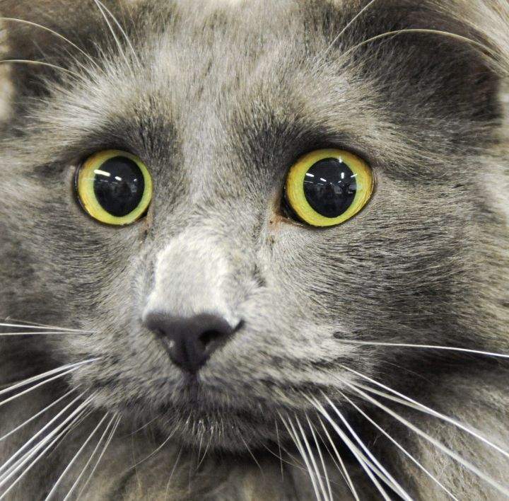 Maine Coon cat