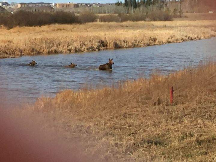 Three moose swim away from a grass fire in Sturgeon County Thursday, April 14, 2016.