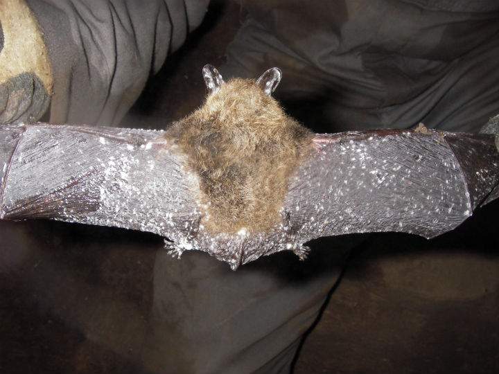 The fungus that causes white-nose syndrome in bats also spreads over the surface of the animals’ bodies and penetrates their skin.