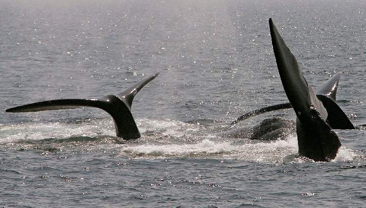 a ballet of three North Atlantic right whales.