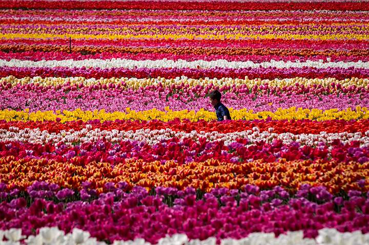 A young boy runs through rows of tulips at the Abbotsford Tulip Festival in B.C., on Sunday April 17, 2016.