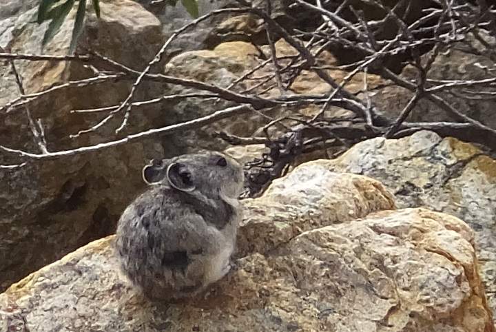 A collared pika.