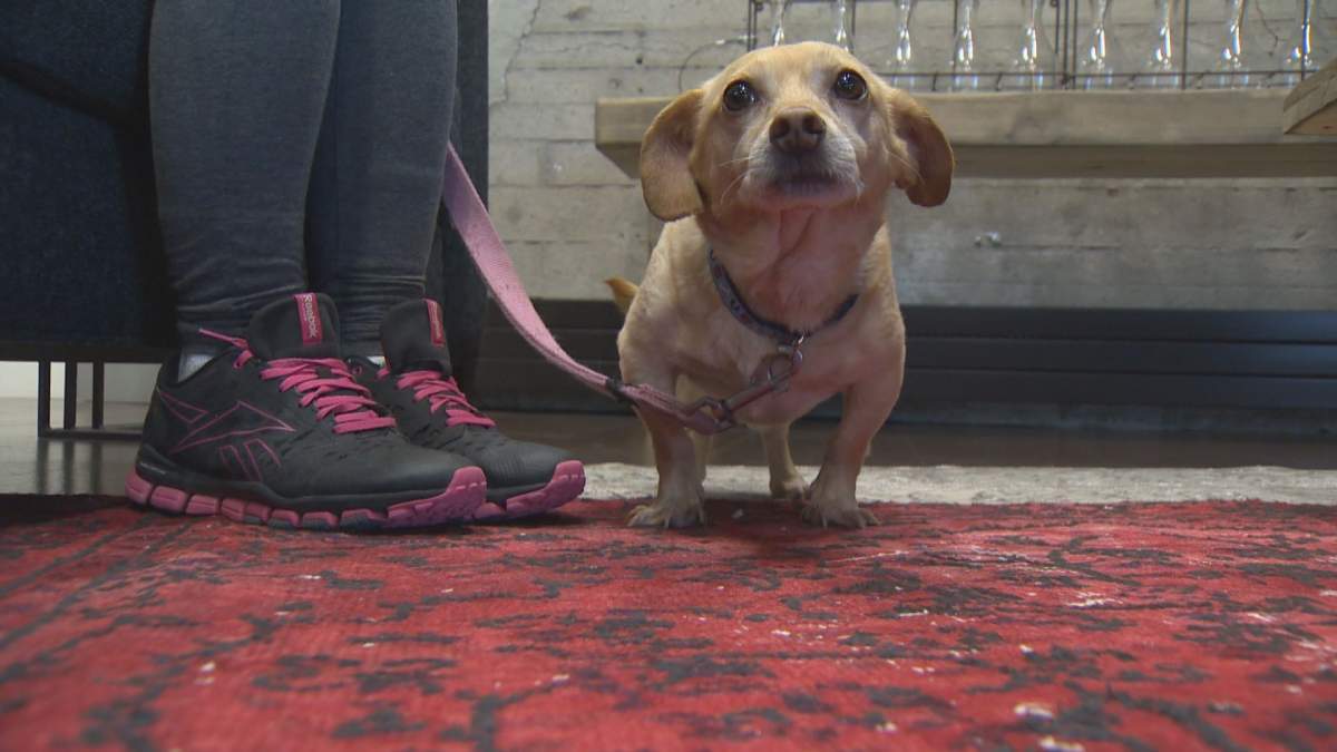 One of the dogs in the care of Save A Life Canada Animal Rescue Society.