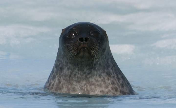 A ringed seal pup.