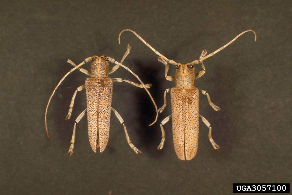 A saperda infestation in poplar trees can result in deaths of up to 30 per cent of a stand of trees.