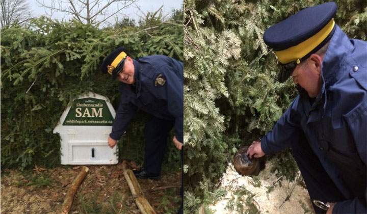Shubenacadie Sam was arrested for public mischief on April 1, 2016 after RCMP say he falsely predicted an early spring. 