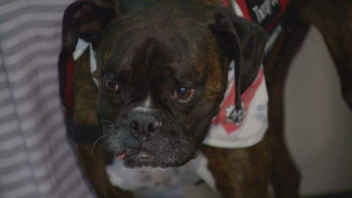 Researchers found that by spending time with a therapy dog, war veterans felt less socially isolated and were more likely to recall fond memories.
