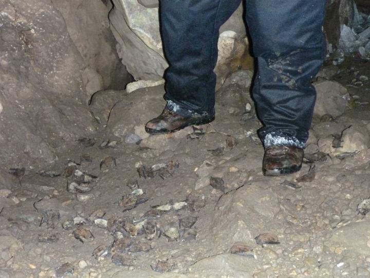 Dead bats on the floor of a cave in eastern New Brunswick. Researchers estimate 80 to 90 per cent of some bat colonies in the province were wiped out by white-nose syndrome.