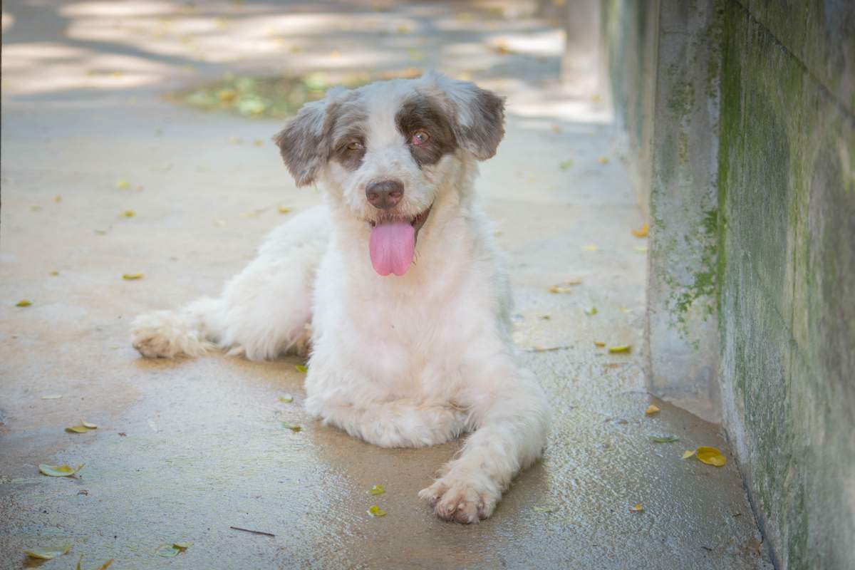 WoodPecker, is three-and-half years old. She was rescued before being slaughtered for dog meat. 
