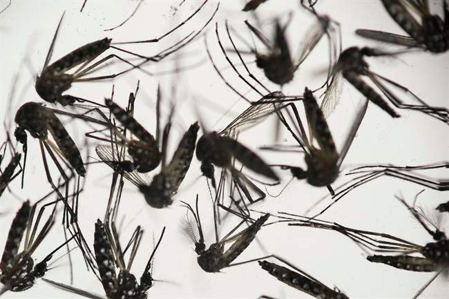 Zika virus update: Canadian cases amp; what to do to prevent it - image
