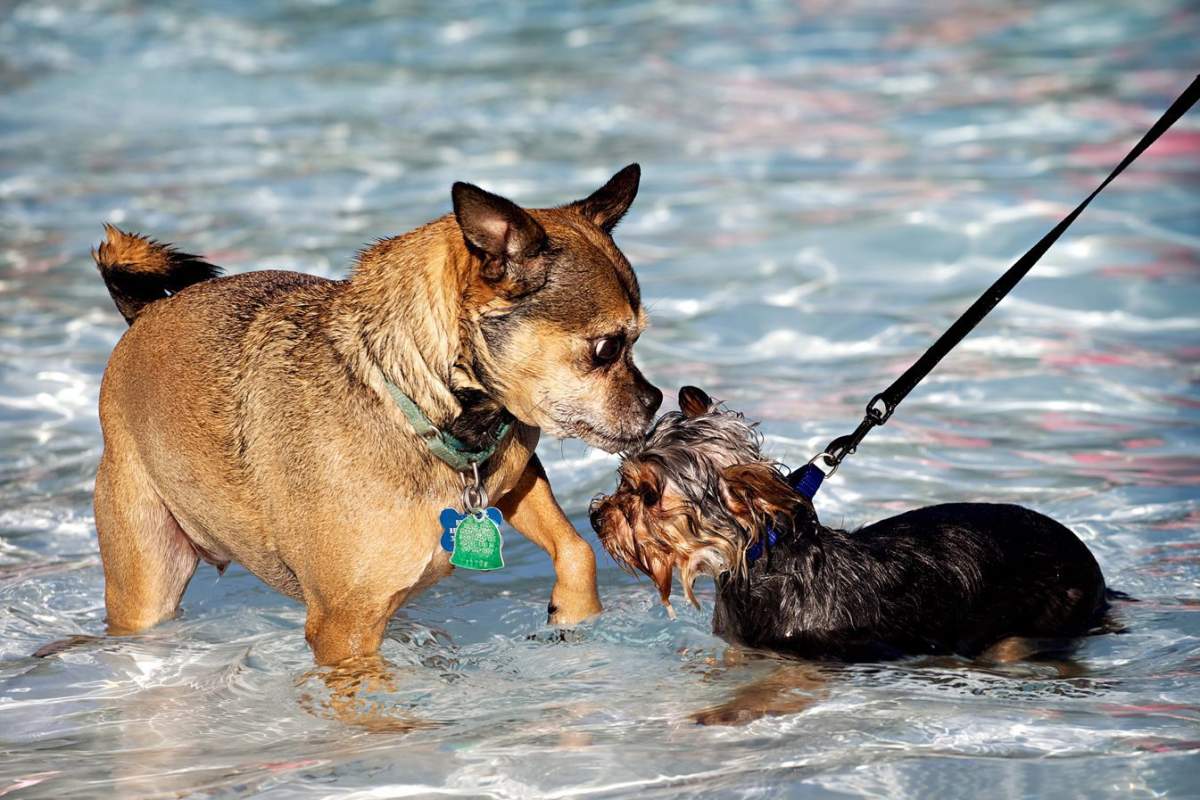 Grab your snorkels and water wings, and your dogs! It appears the City of Regina is considering a swim party for our canine companions later this summer.