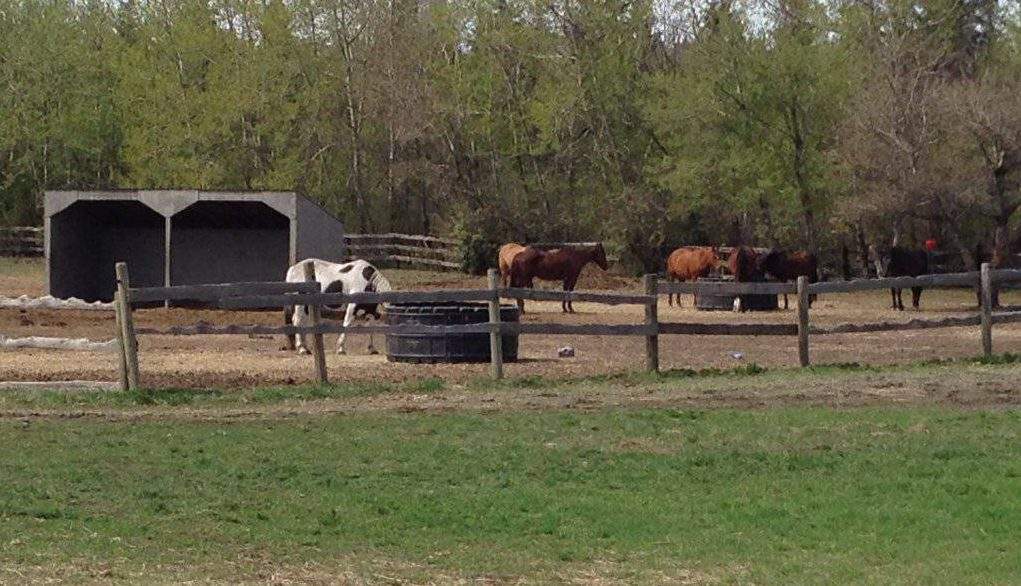 The Whitemud Equine Centre in Edmonton, Alta. May 1, 2016