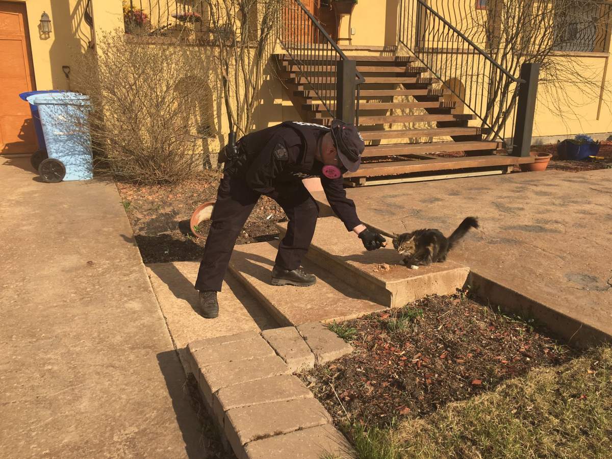 Fort McMurray pets
