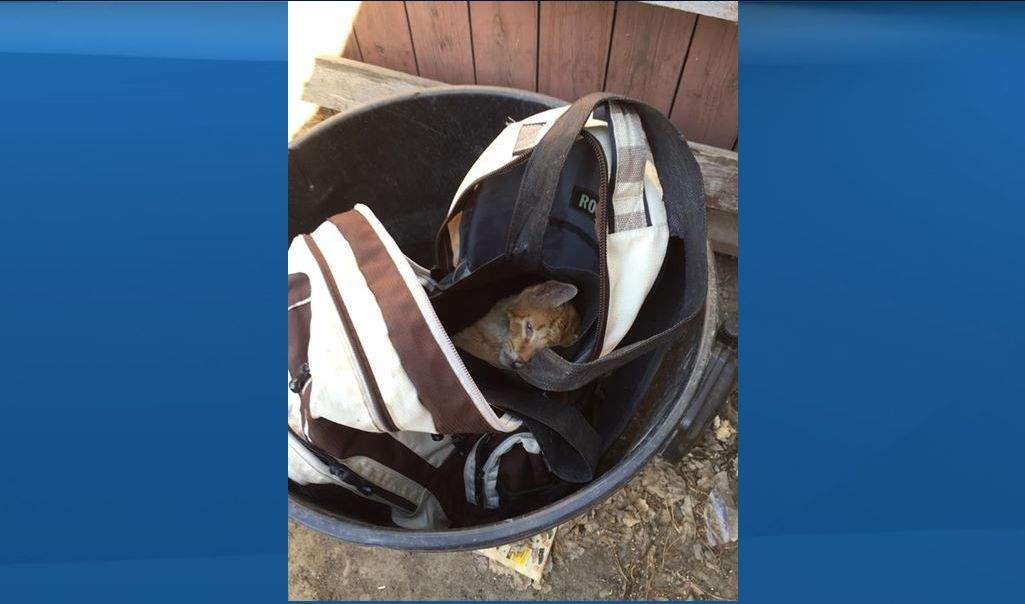 A cat was found in a bag inside a backpack in a garbage can in Red Deer in 2016.