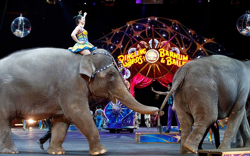 Elephants walk during a performance of the Ringling Bros. and Barnum & Bailey Circus, in Washington. Ringling Bros. is scheduled to hold its final elephant show during a performance Sunday night, May 1, 2016, in Providence, R.I.
