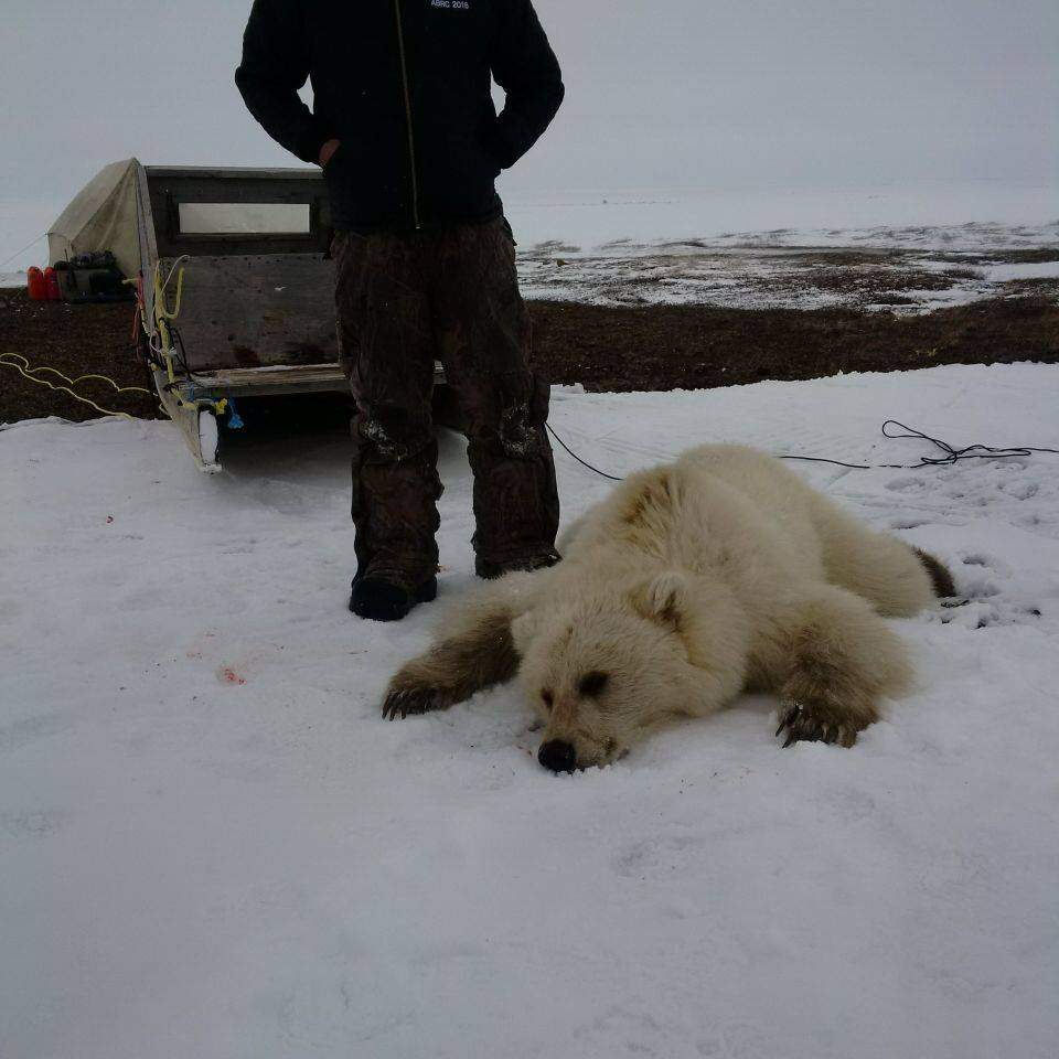 This image from Facebook, posted on May 15, shows a bear shot in Nunavut which may be a grizzly/polar bear hybrid. 