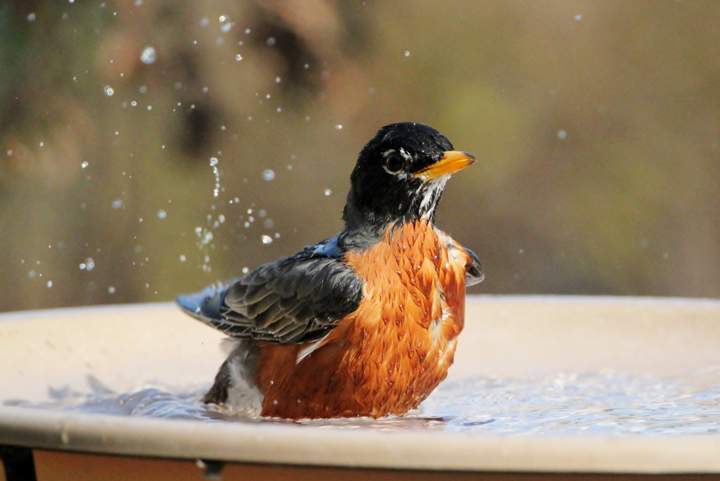 May 5: This Your Saskatchewan photo was taken in Vanscoy by Margaret Flack of a robin enjoying a bath on a hot day.