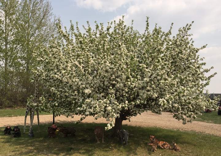 May 17: This Your Saskatchewan photo of a blooming crab apple tree was taken by Bud and Debbie Callaway at Beaver Creek.