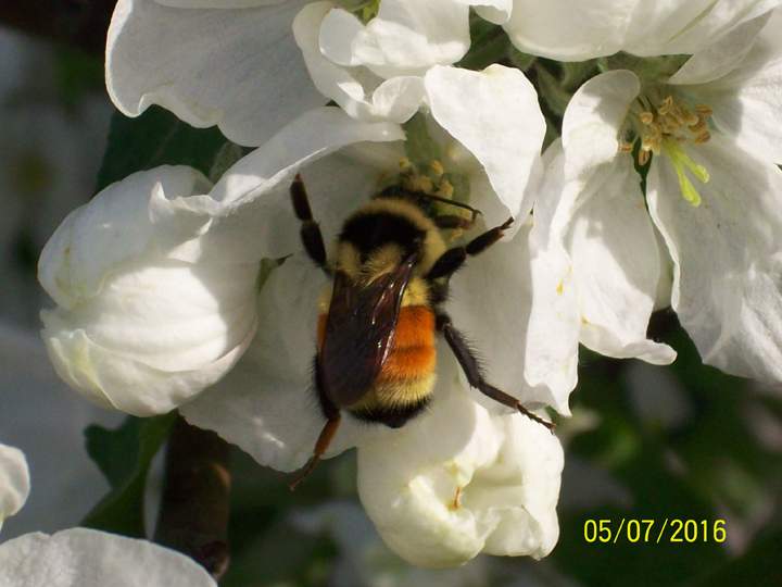 May 30: This Your Saskatchewan photo of a busy bee in an apple tree was taken by Bruce Williams in Outlook.