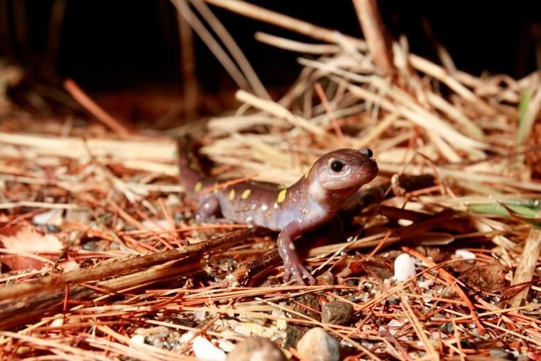 A North American spotted salamander is seen in New Haven, Vermont.