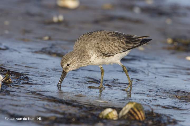 A red knot forages for food.