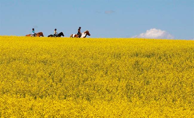 A woman and two young girls ride horses through a canola field near Cremona, Alta., July 16, 2013. 
