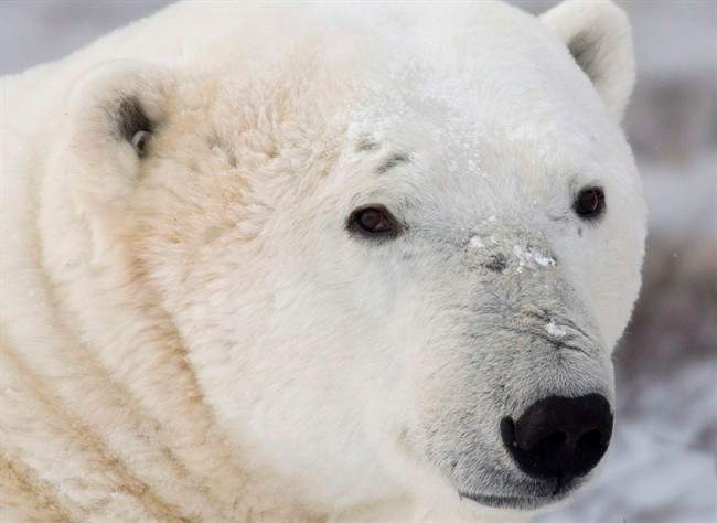 Polar bear populations could decline by as much as 30 to 50 per cent by mid-century due to climate change and melting Arctic sea ice.