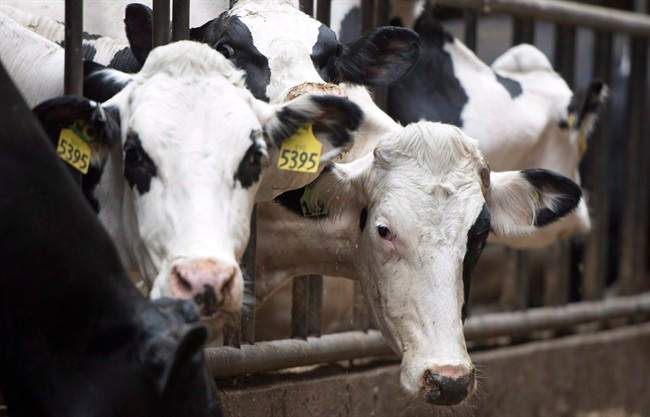 FILE PHOTO: Dairy cows are pictured at the Kooyman family dairy farm in Chilliwack, B.C., Tuesday, June, 10, 2014.