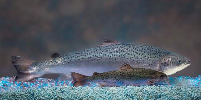 This undated 2010 file handout photo provided by AquaBounty Technologies shows two same-age salmon, a genetically modified salmon, rear, and a non-genetically modified salmon, foreground. A genetically engineered salmon has been approved for sale for consumption by humans and livestock feed by Canadian food regulators. 
