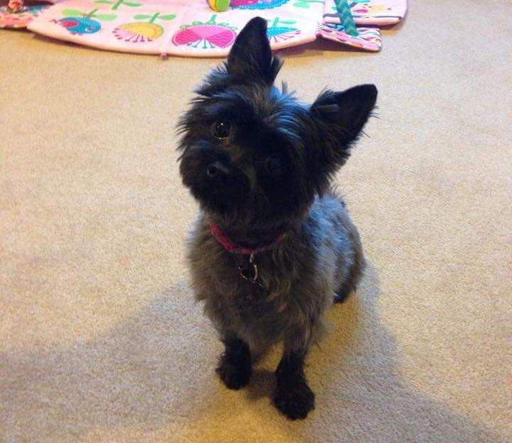 Fergie Airdrie dog