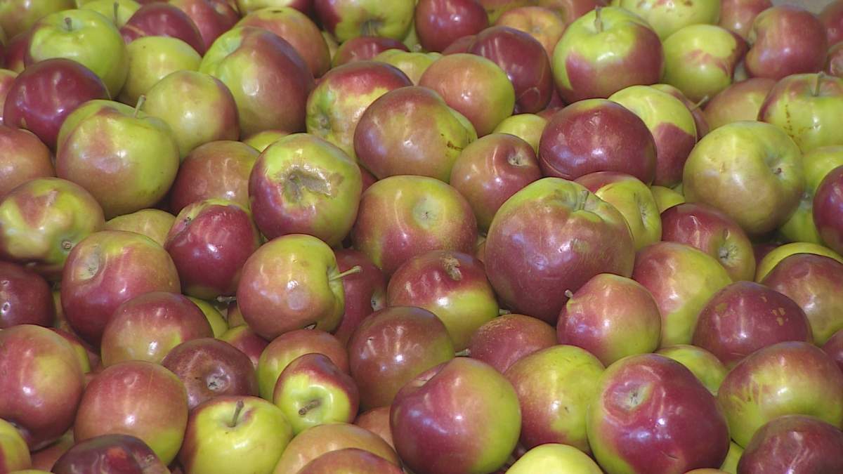 Apples sit in a barrel at Feed Nova Scotia warehouse in Bedford on Thursday, May 19. 