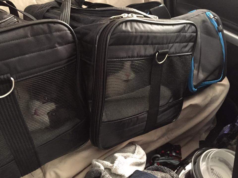 Locksmith Chris Inger jumped stepped up to the plate to help a fellow Fort McMurrian who couldn’t get home to save his cats during the wildfire evacuation.