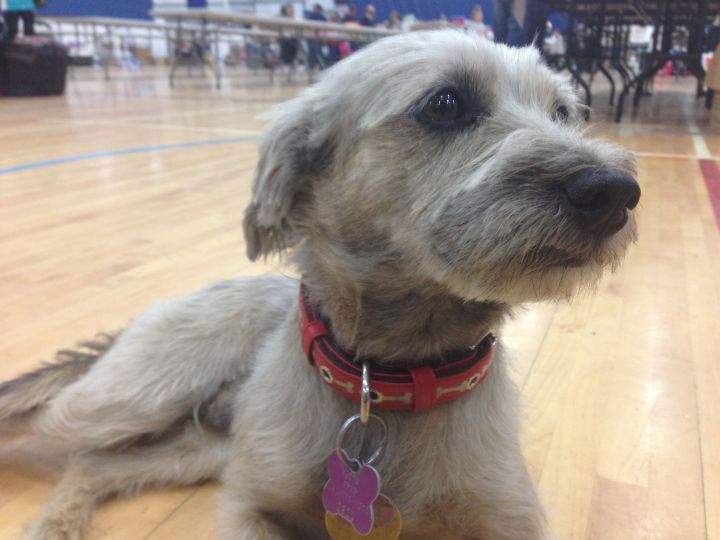 Fort McMurray dog