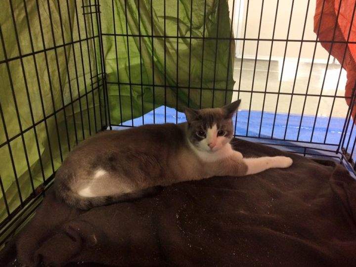 Fort McMurray lost pet