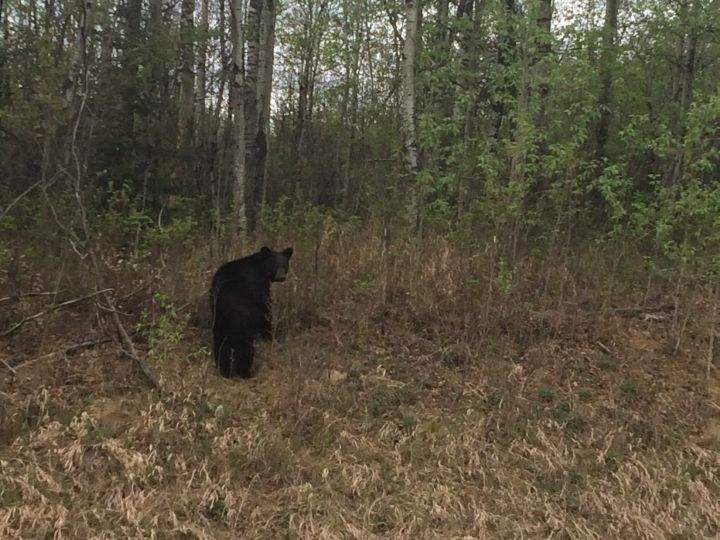 A black bear is seen off Highway 881 near Conklin, Alta. in May 2016.