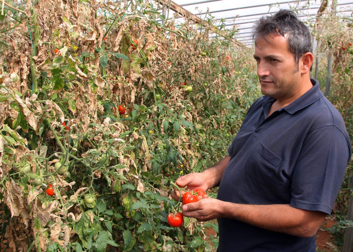 A farmer shows tomatoes damaged by the insect Tuta absoluta, in Herakleion on the island of Crete south of mainland Greece on April 25, 2010.