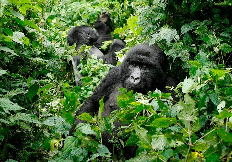 Two mountain gorilla are seen in the Virunga National Park, near the Uganda border in eastern Congo, Tuesday, Nov. 25, 2008.