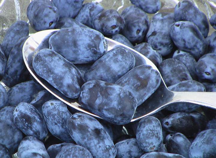 Tradionally, haskap berries were only found sporadically in the Canadian wilderness. The head of the U of S Fruit Program aims to change that.