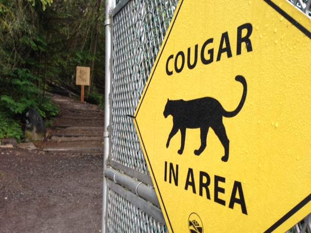 Waterloo Regional Police say a cougar was spotted near Montgomery Park in Kitchener.