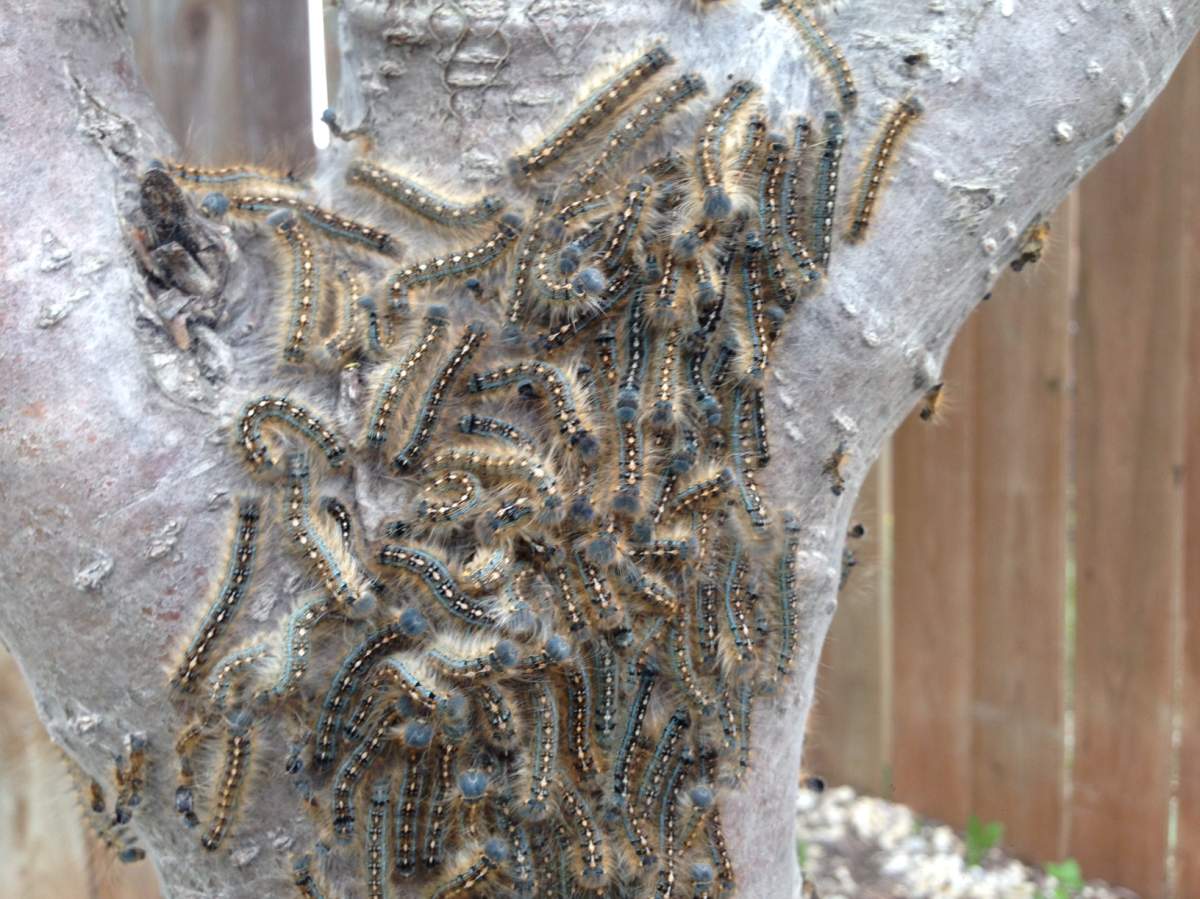 Forest tent catepillars are appearing in Winnipeg. 