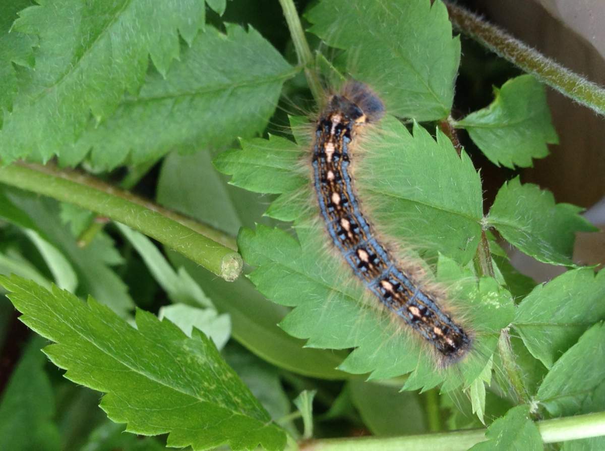 Forest tent caterpillars setting up camp in Winnipeg - image