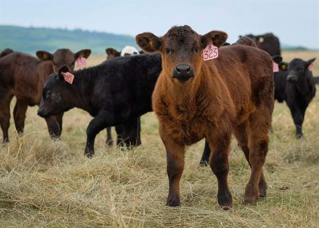 Calves are shown on the Grazed Right cattle ranch near Black Diamond, Alta., Friday, May 13, 2016.