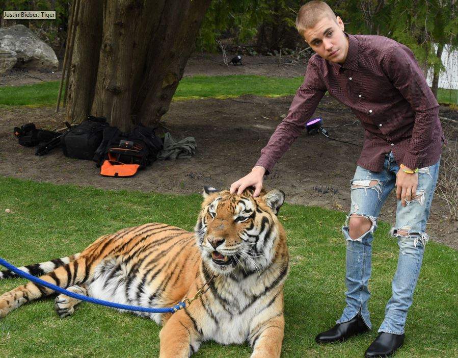 Justin Bieber with tiger