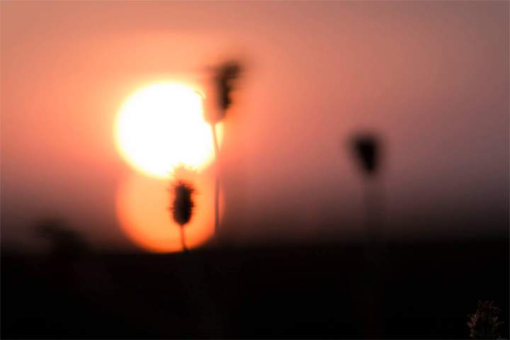 Central Taiwan, West Coast. Dual sun refraction with hardy wildflowers blowing in the wind.