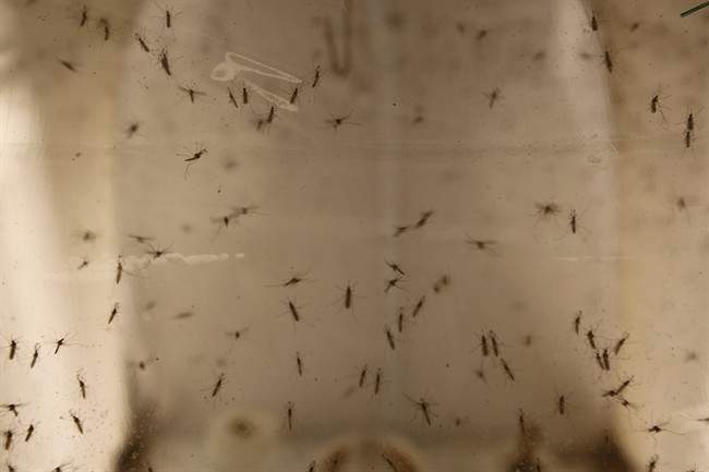 In this May 4th, 2016 photo, Aedes Albopictus mosquitoes sit in a secured U.S Department of Agriculture lab in Manhattan, Kansas. 