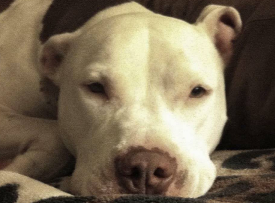 Tera Joseph's pet pit bull Lucy is seen in an undated handout photo. 
