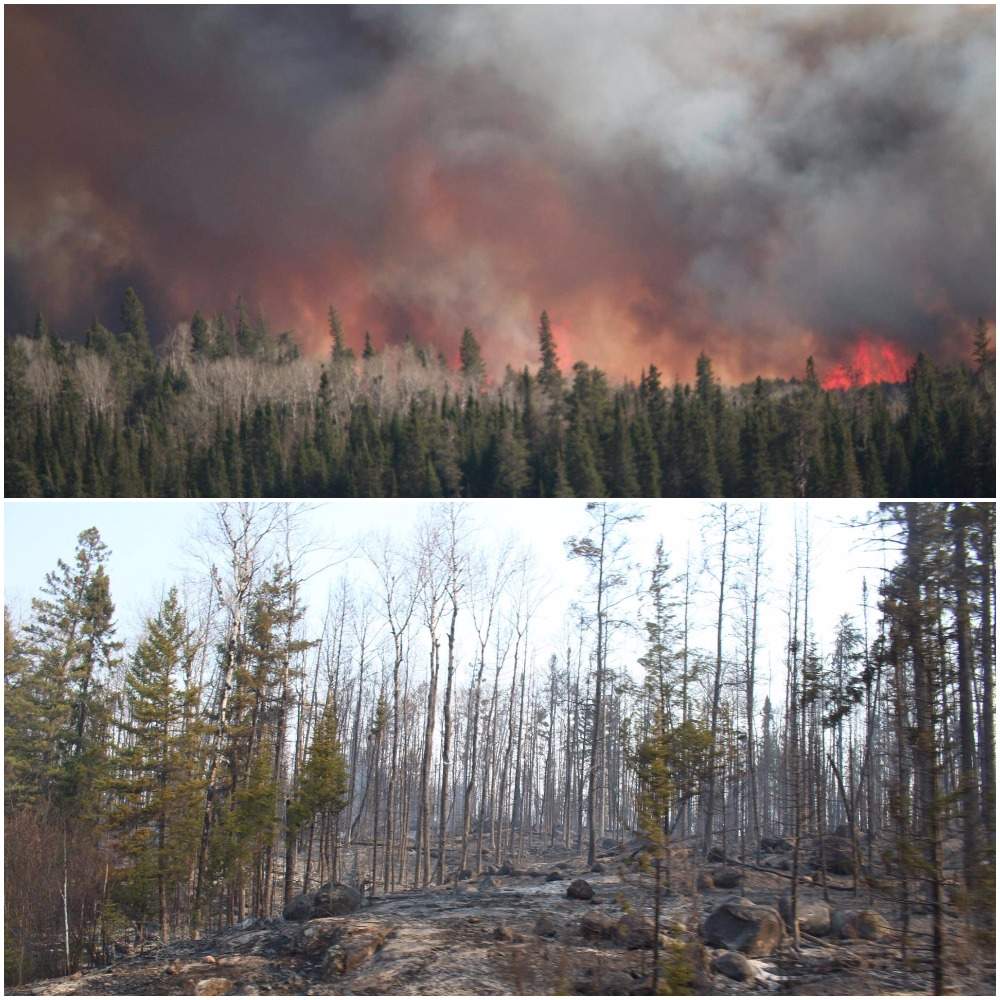 Wildfire tore through parts of the Mantario trail. 