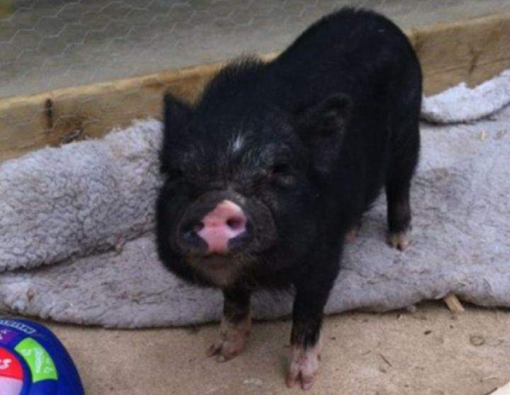 Marshall, a beer-drinking pig from Fort McMurray, was found alive and well after a massive wildfire ripped through the community.